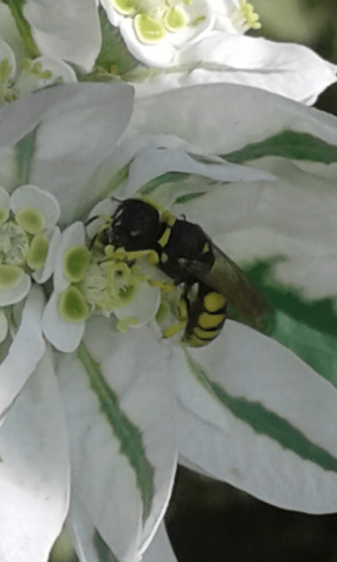 Crabronidae : Ectemnius sp. 2 ? No, femmina di Lestica clypeata